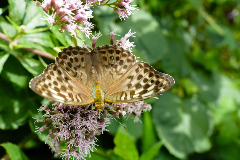 Argynnis paphia - nagy gyöngyházlepke