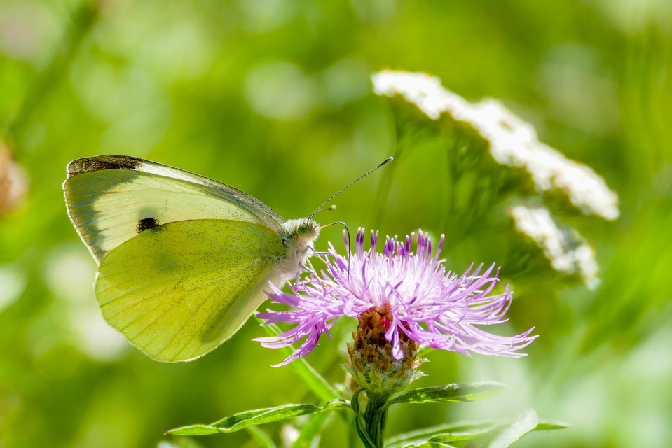 Pieris brassicae - káposztalepke