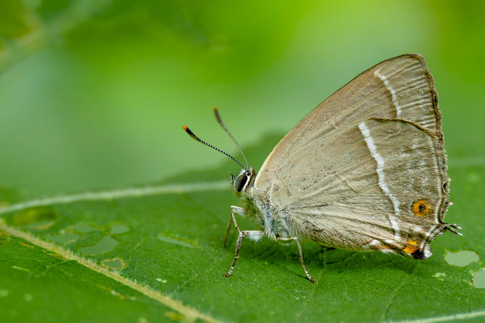 Neozephyrus quercus - tölgyfalepke