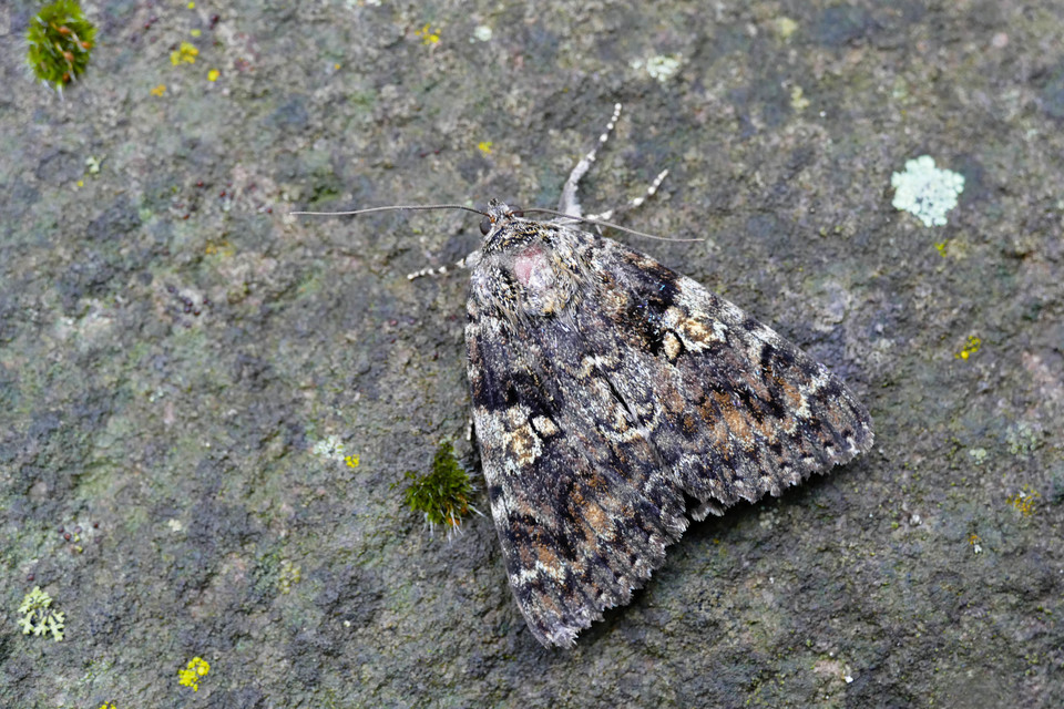 Catocala sponsa - tölgyfa-övesbagoly
