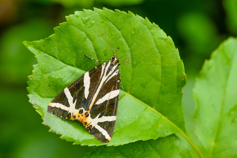 Euplagia quadripunctaria - csíkos medvelepke