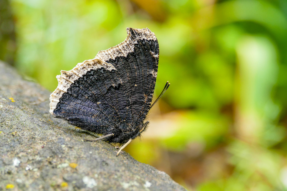 Nymphalis antiopa - gyászlepke