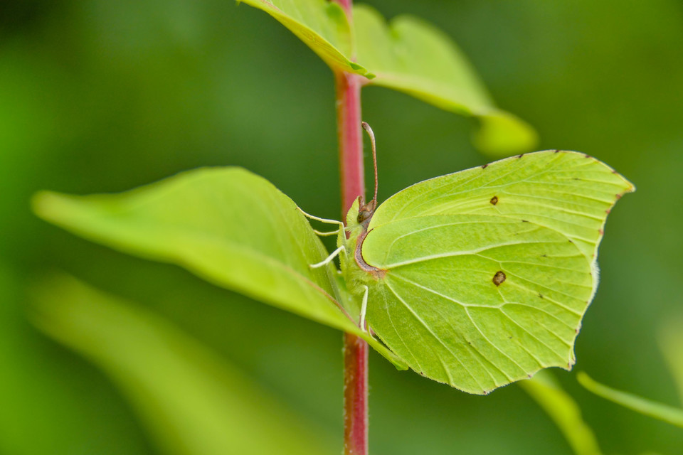 Gonepteryx rhamni - citromlepke