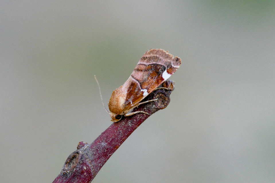 Cosmia diffinis - szilfa-lombbagoly