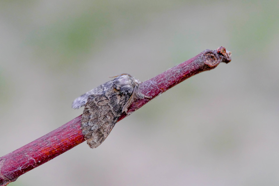 Gluphisia crenata - kormos púposszövő