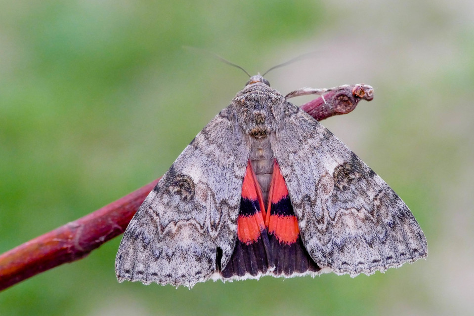 Catocala nupta - piros övesbagoly
