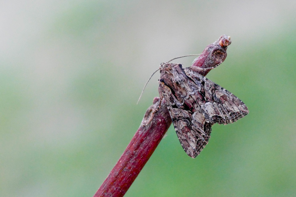 Lacanobia thalassina - borbolya-kertibagoly