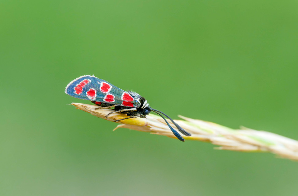 Zygaena carniolica - fehérgyűrűs csüngőlepke