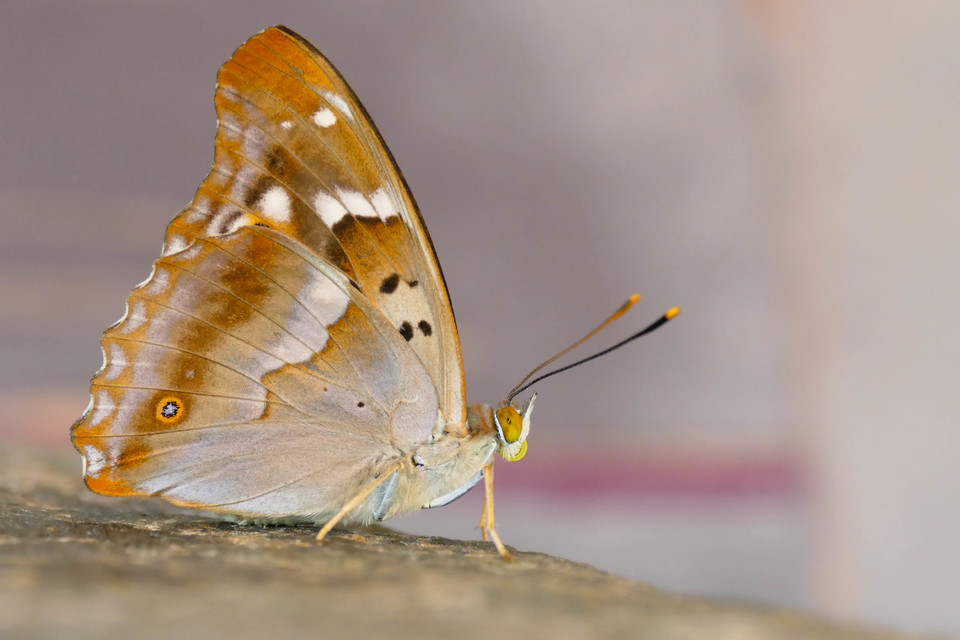 Apatura ilia - kis színjátszólepke