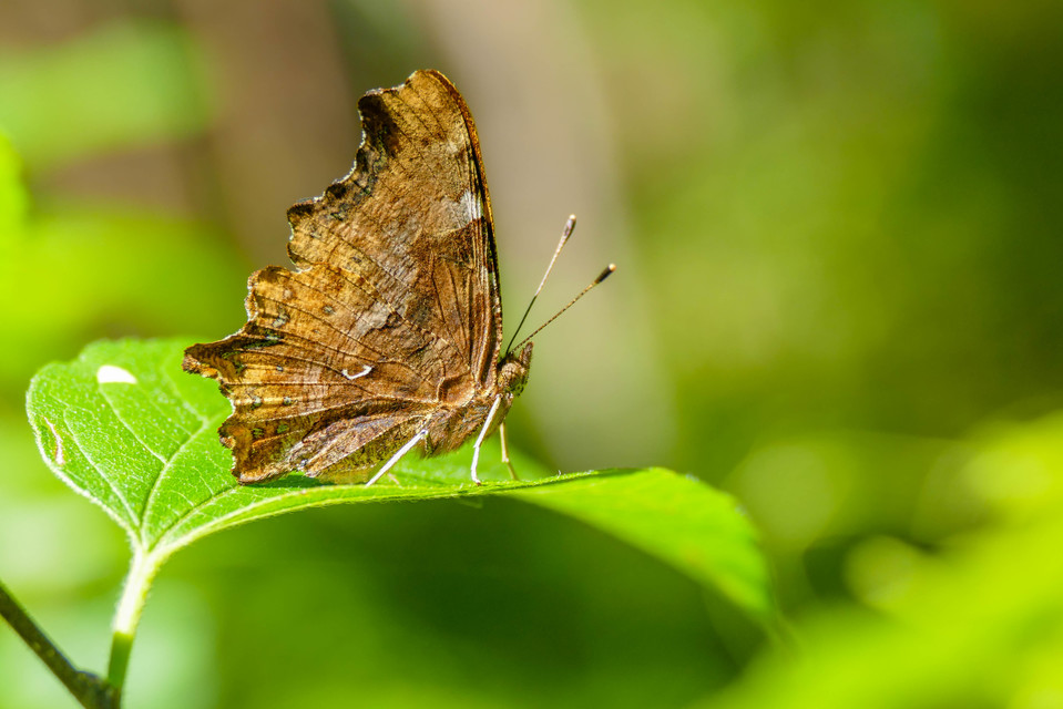 Nymphalis c-album - C-betűs lepke