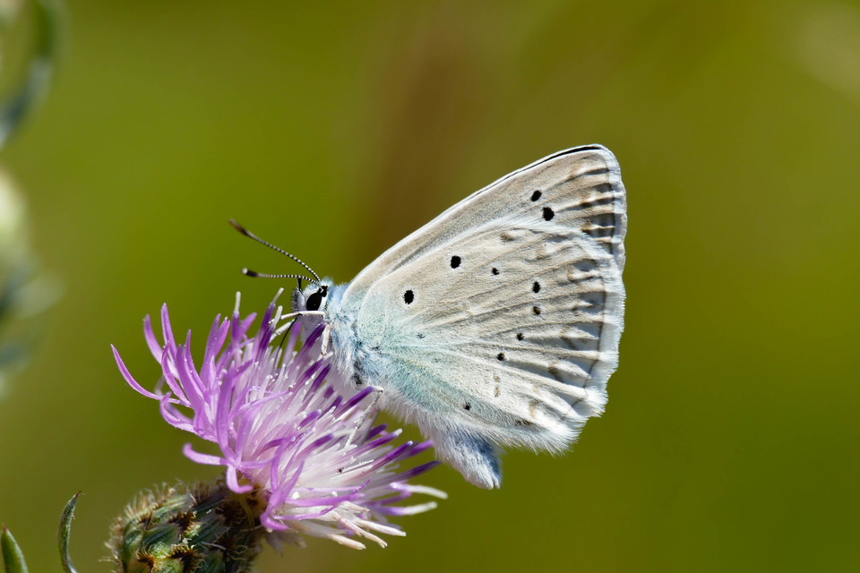 Polyommatus daphnis - csipkés boglárka