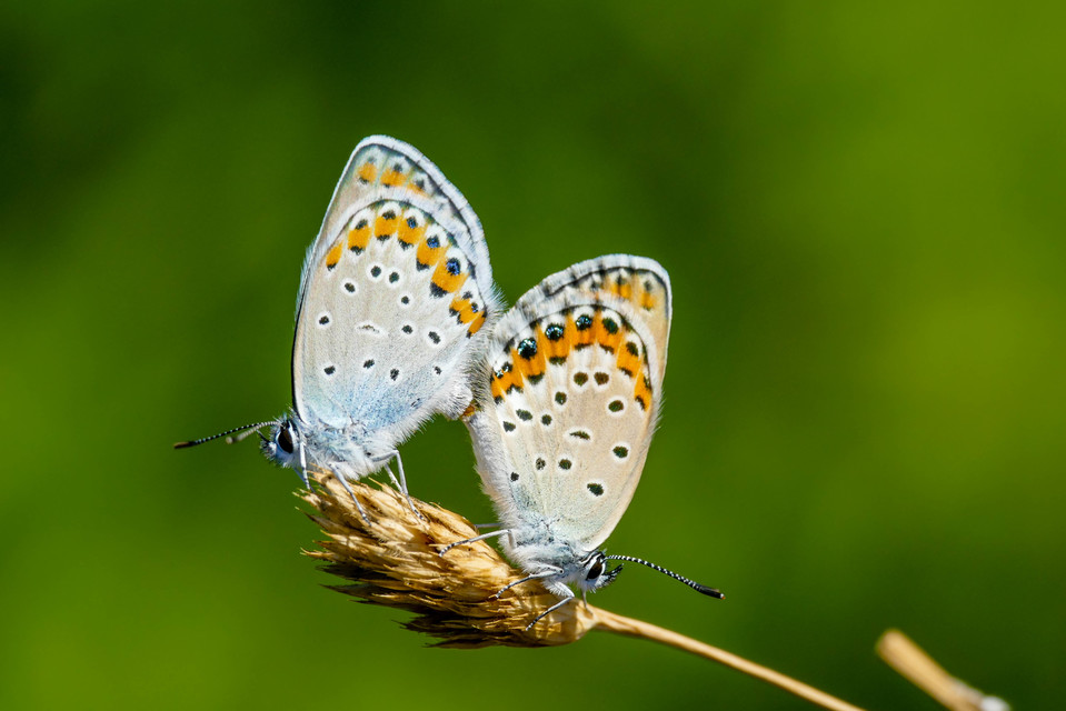 Plebejus argyrognomon - tintakék boglárka