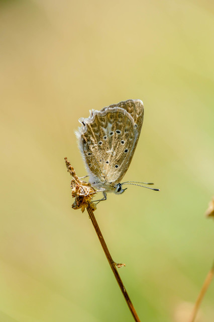 Polyommatus daphnis - csipkés boglárka