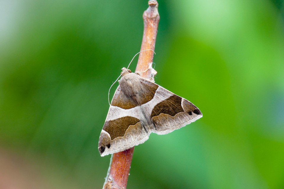 Dysgonia algira - déli porcelánbagoly