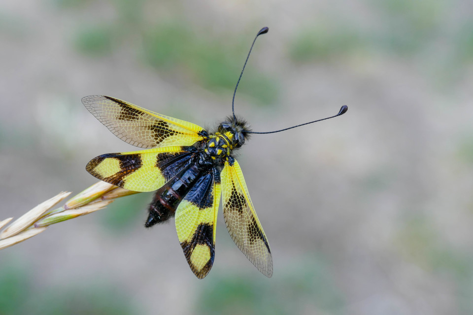 Libelloides macaronius - keleti rablópille