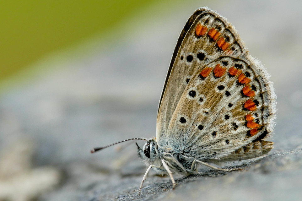 Aricia agestis - szerecsenboglárka