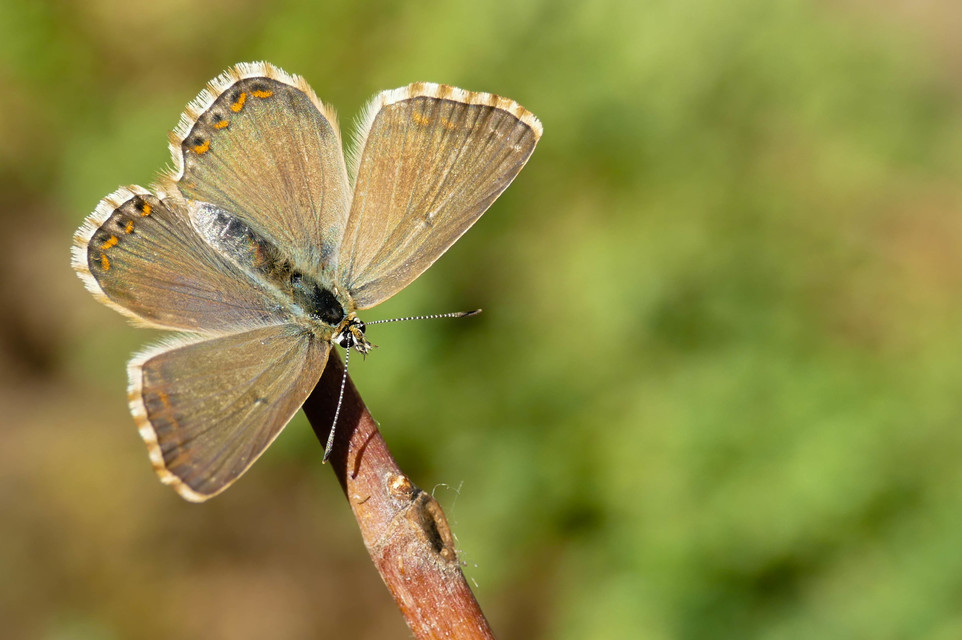 Polyommatus coridon - ezüstkék boglárka