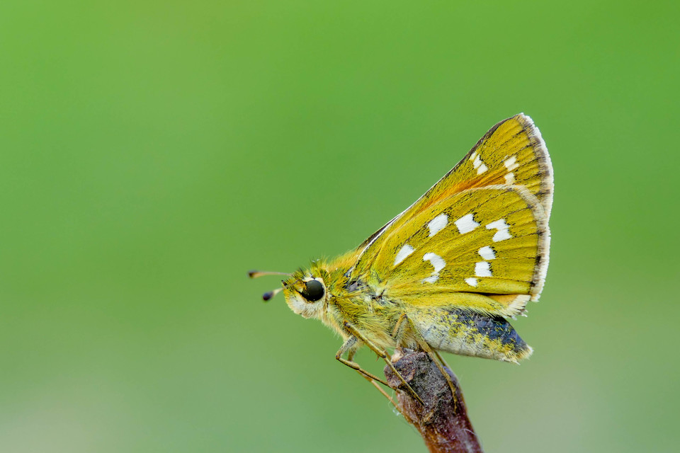 Hesperia comma - vesszős busalepke