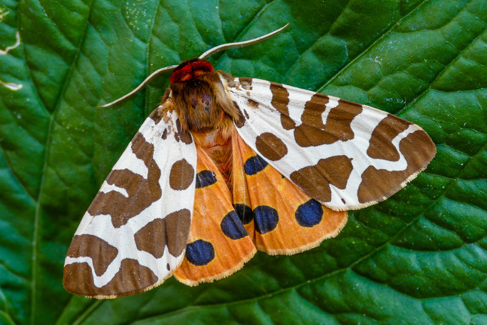 Arctia caja - közönséges medvelepke