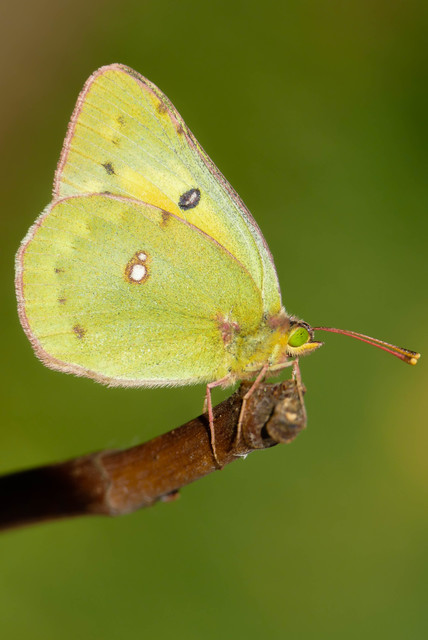 Colias chrysotheme - dolomit-kéneslepke
