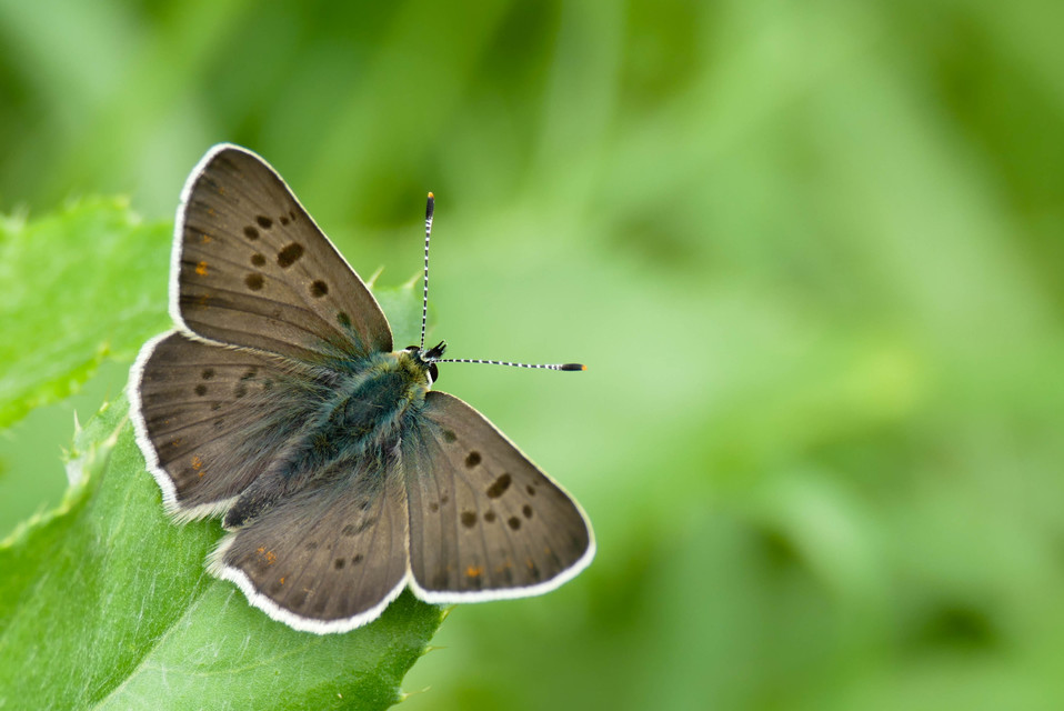 Lycaena tityrus - barna tűzlepke