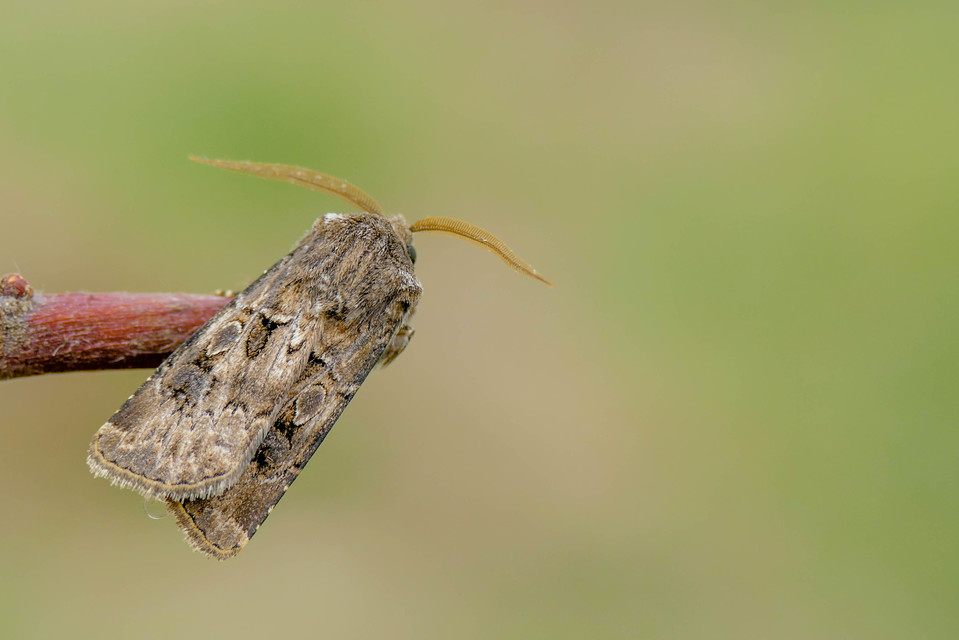 Agrotis bigramma - kétjegyű földibagoly