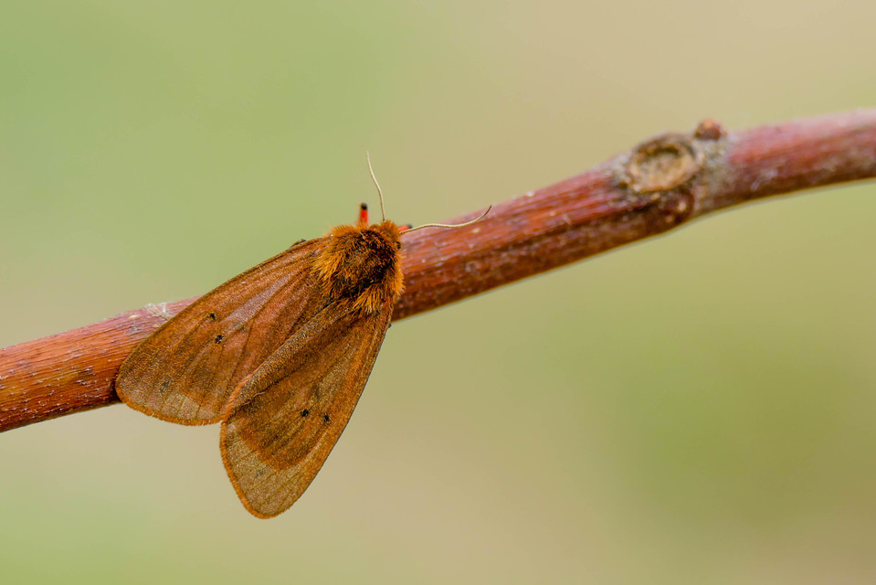 Phragmatobia fuliginosa - füstös medvelepke