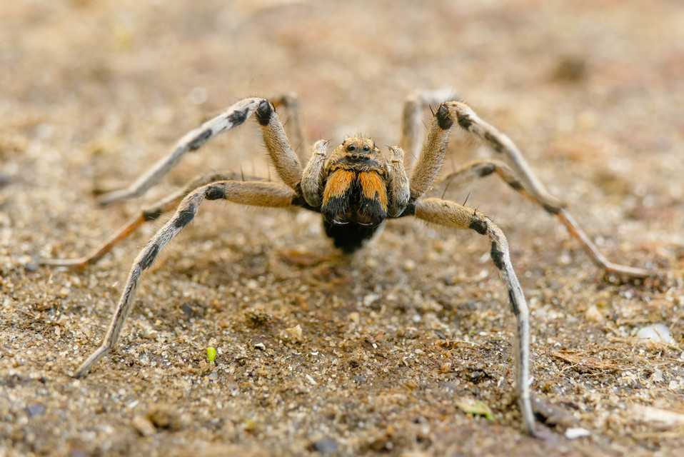 Geolycosa vultuosa - pokoli cselőpók