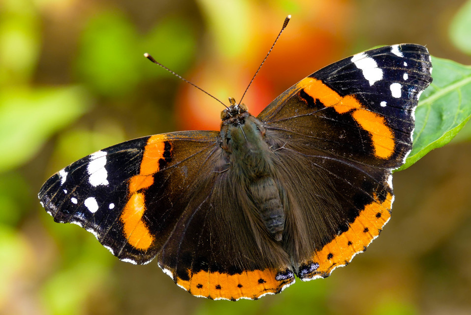 Vanessa atalanta - atalantalepke