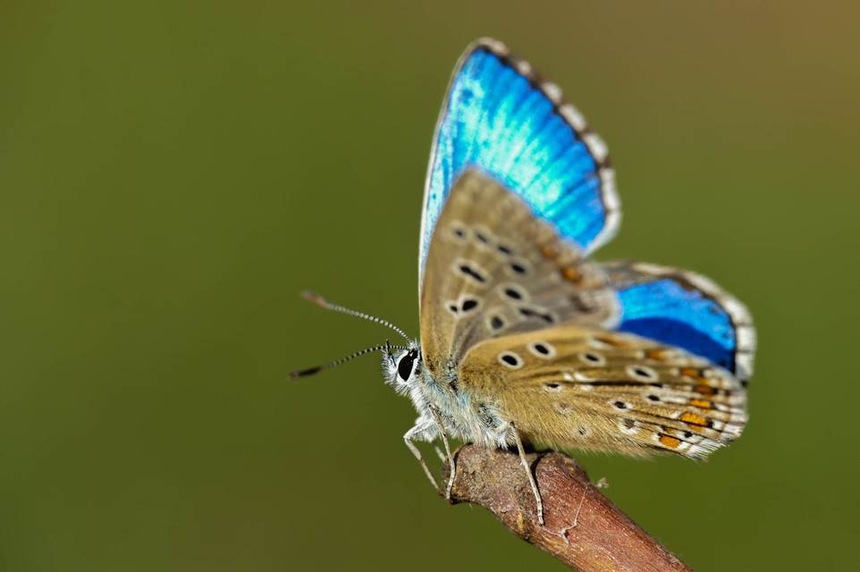 Polyommatus bellargus - égszínű boglárka