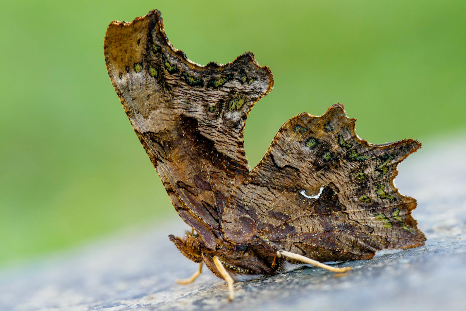 Nymphalis c-album - C-betűs lepke