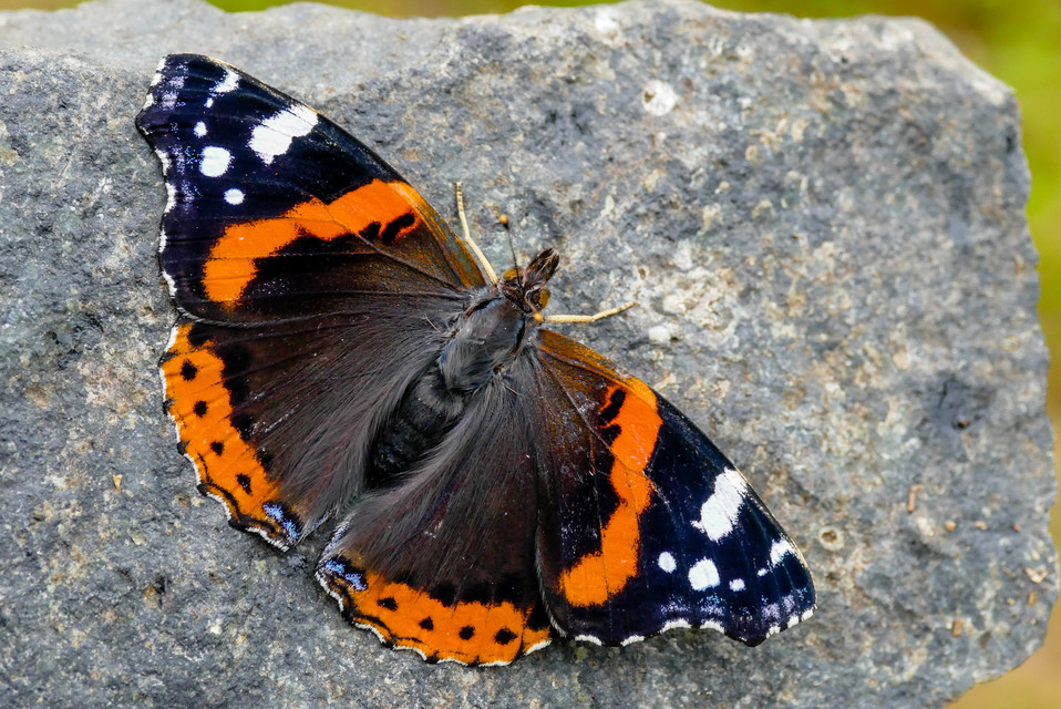 Vanessa atalanta - atalantalepke