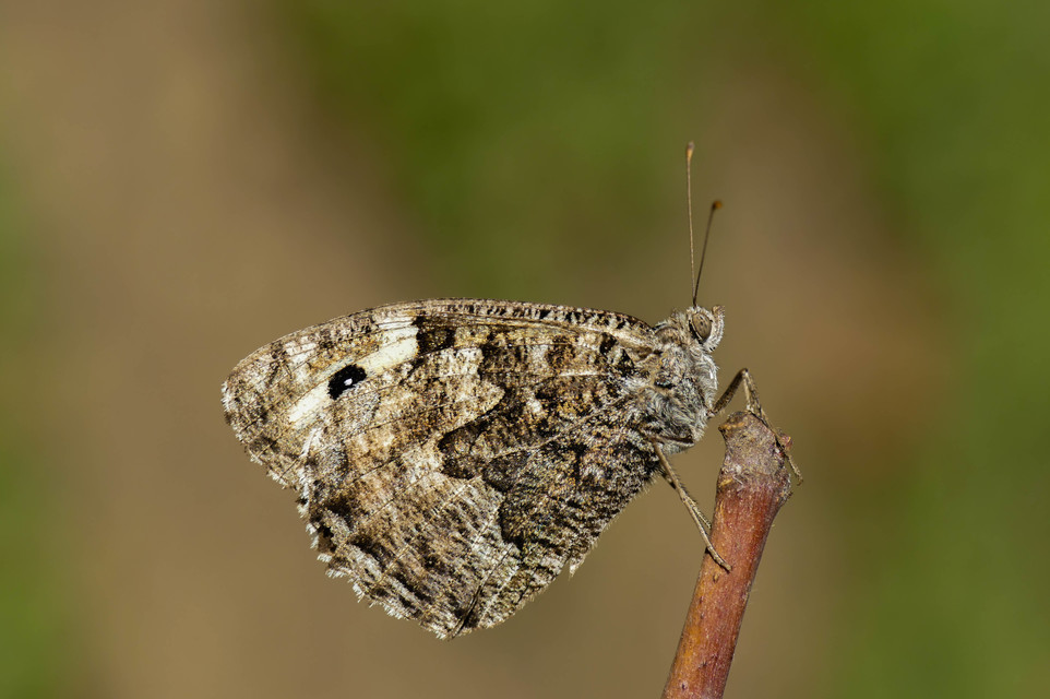 Hipparchia semele - barna szemeslepke