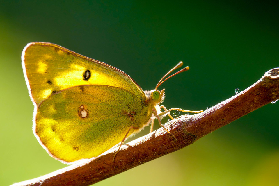 Colias chrysotheme - dolomit-kéneslepke