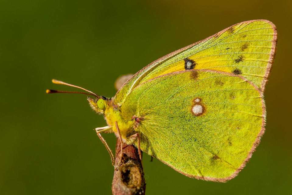 Colias chrysotheme - dolomit-kéneslepke