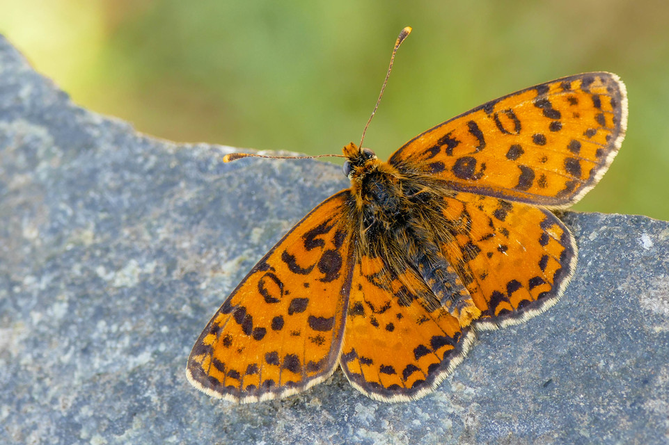 Melitaea didyma - tüzes tarkalepke