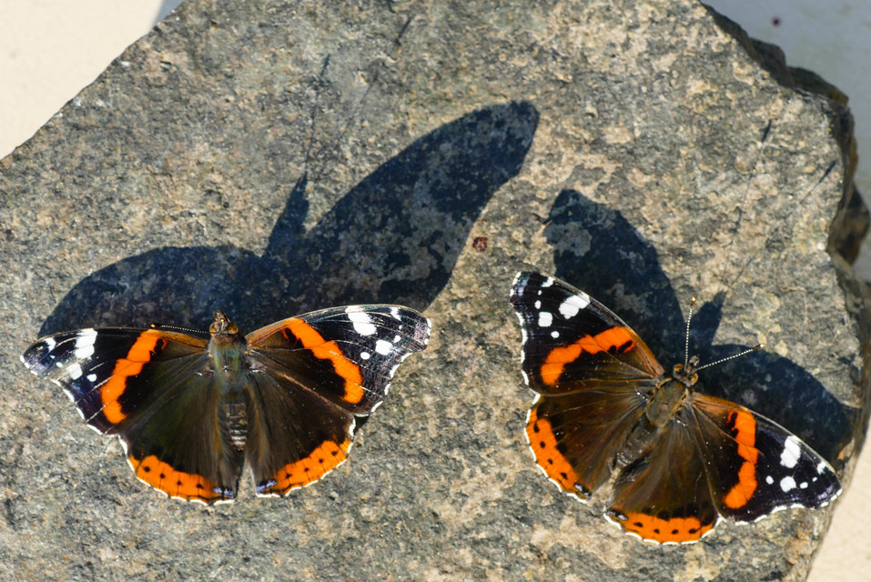 Vanessa atalanta - atalantalepke