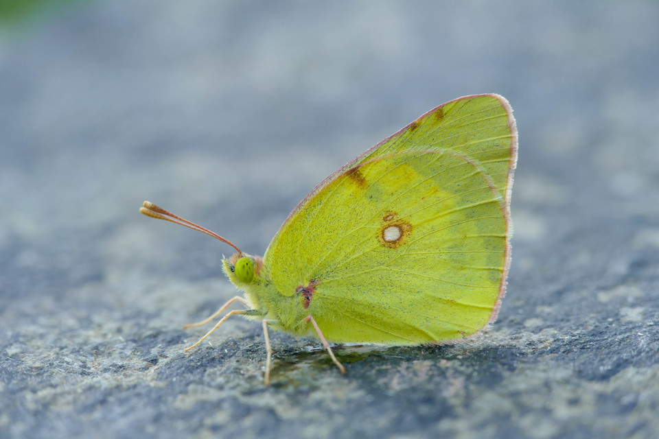 Colias erate - csángó-kéneslepke