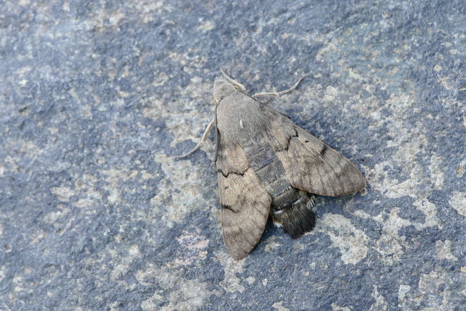 Macroglossum stellatarum - kacsafarkú szender