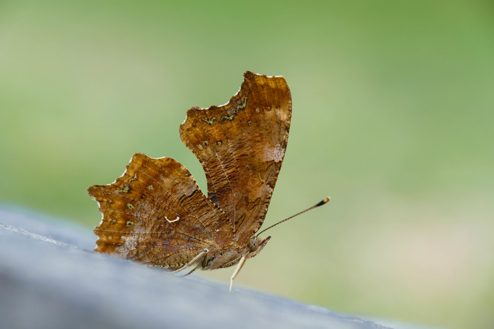 Nymphalis c-album - C-betűs lepke