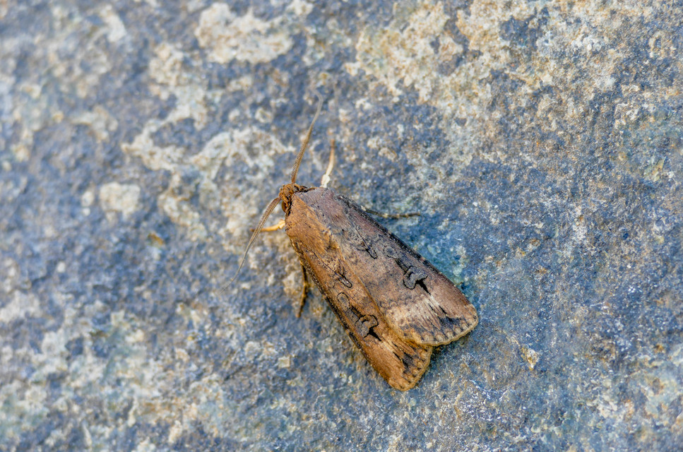 Agrotis ipsilon - nagy földibagoly