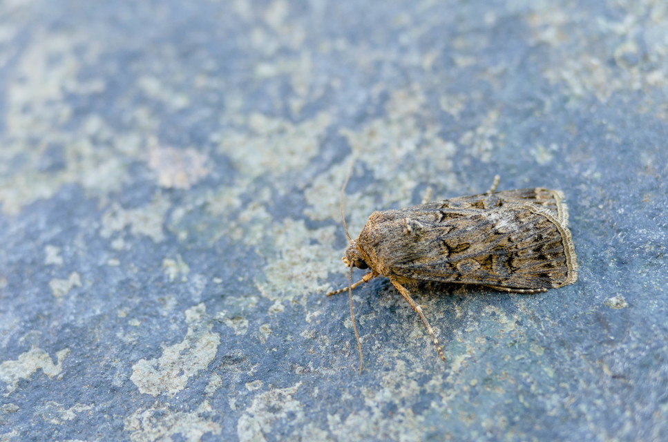 Agrotis bigramma - kétjegyű földibagoly