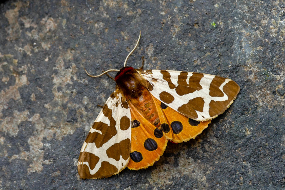 Arctia caja - közönséges medvelepke