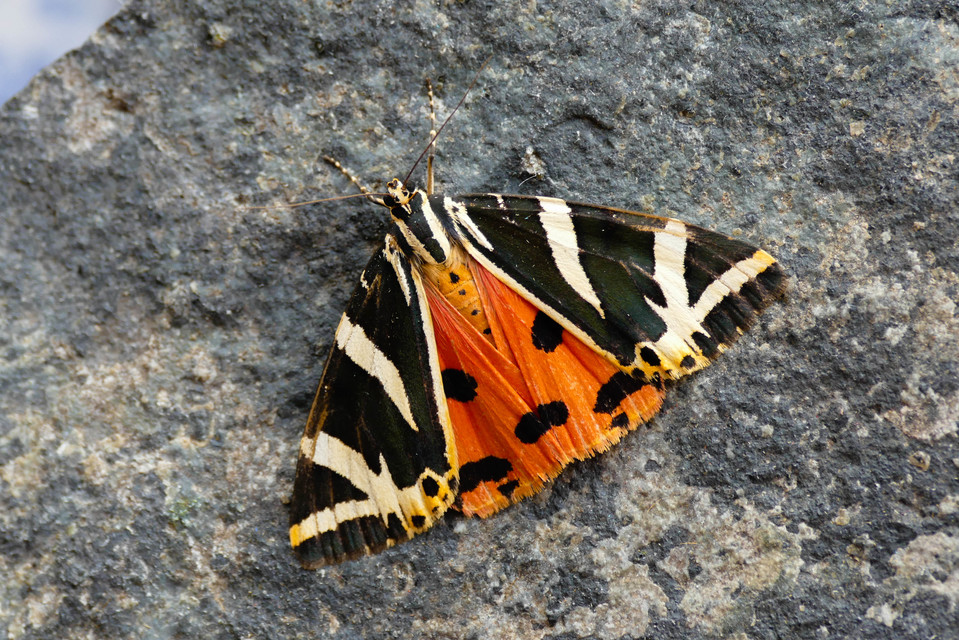 Euplagia quadripunctaria - csíkos medvelepke