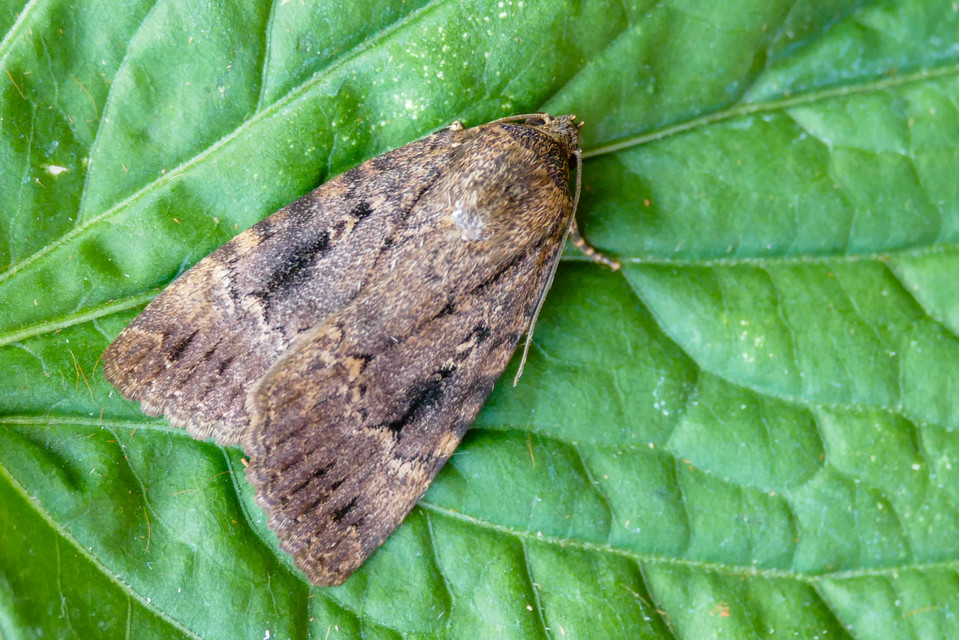 Amphipyra berbera/pyramidea
