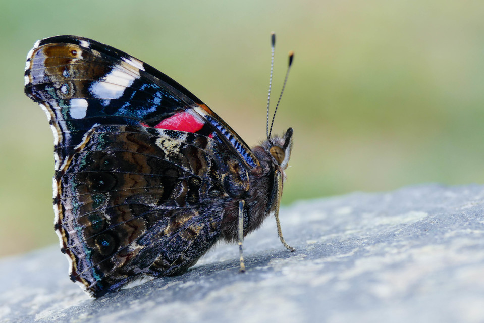 Vanessa atalanta - atalantalepke