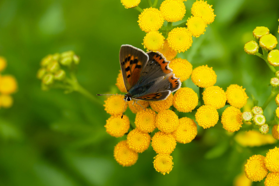 Lycaena phlaeas - közönséges tűzlepke