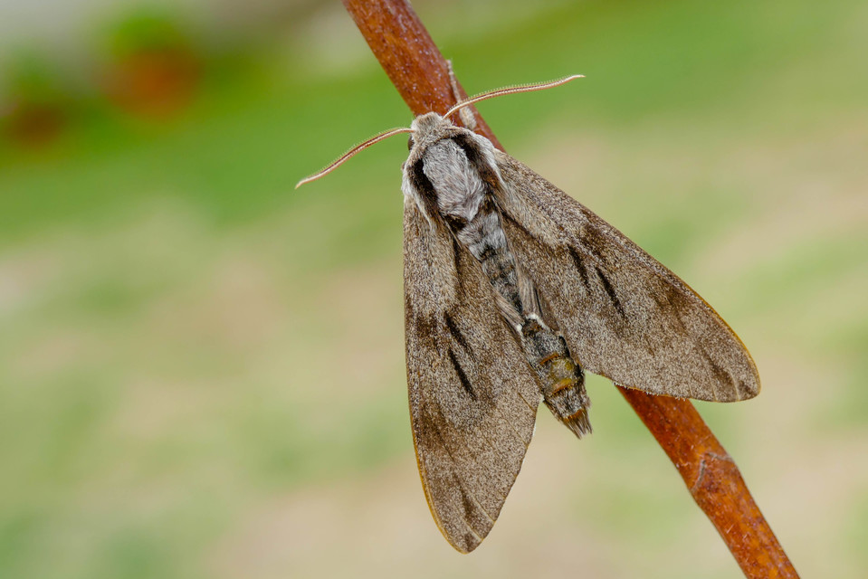 Hyloicus pinastri - fenyőszender