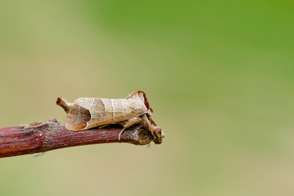 Clostera curtula - rövidszárnyú levélszövő