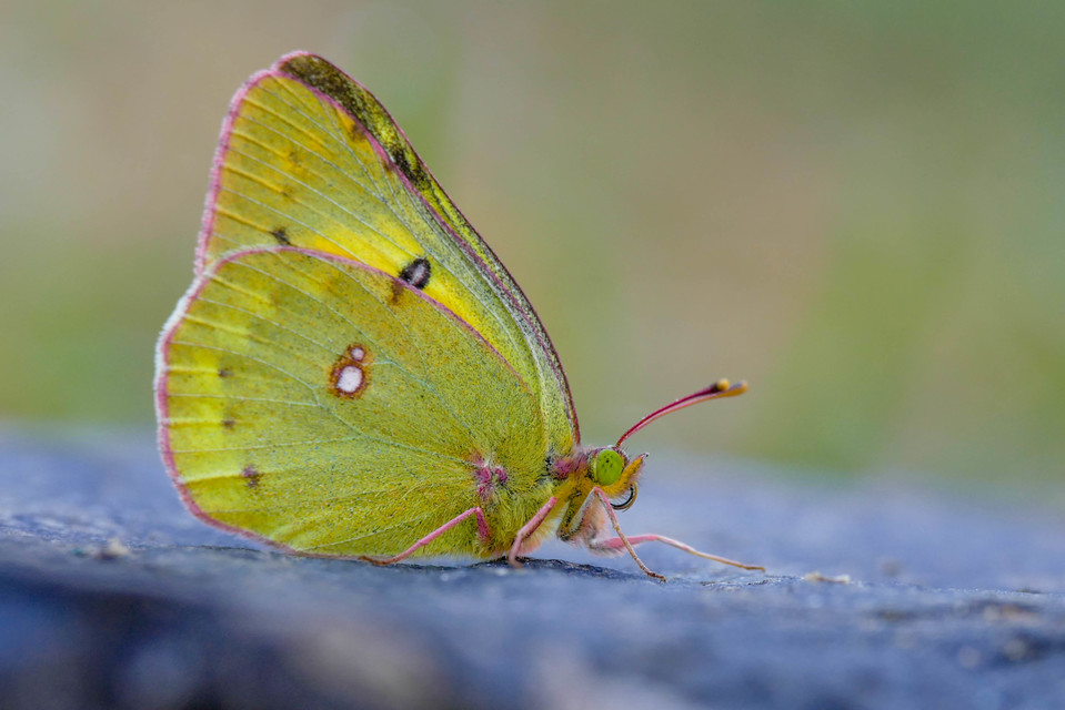 Colias chrysotheme - dolomit-kéneslepke